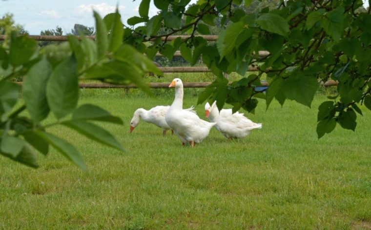 Geese at Greenway Farm